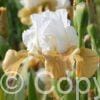 Iris germanica Pumpkin Cheesecake - Bag