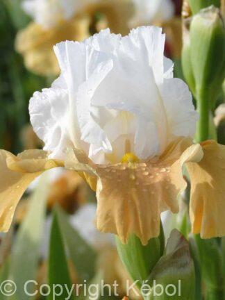Iris germanica Pumpkin Cheesecake - Bag