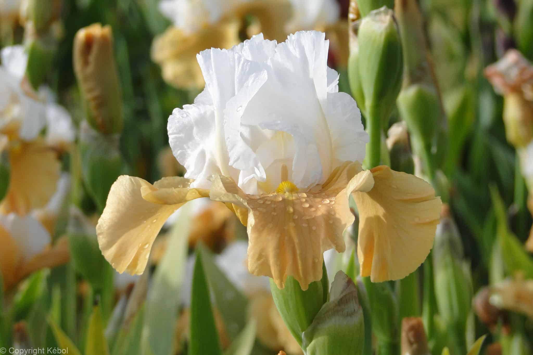 Iris germanica Pumpkin Cheesecake - Case