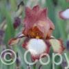 Iris germanica Rimfire - Bag