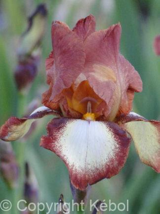 Iris germanica Rimfire - Bag