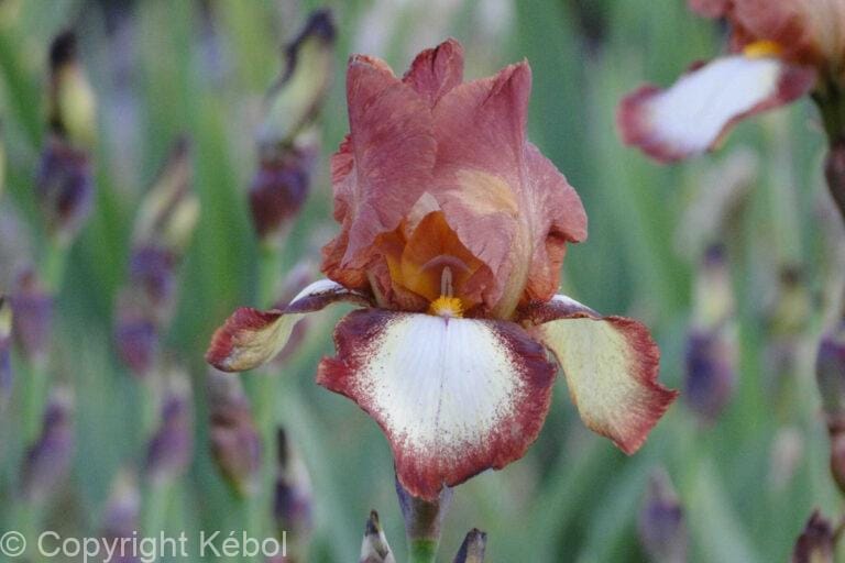 Iris germanica Rimfire - Bag