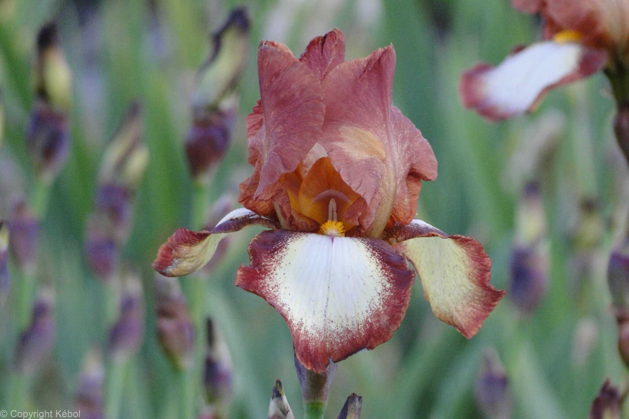 Iris germanica Rimfire - Case