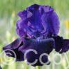 Iris germanica Rosalie Figge - Bag