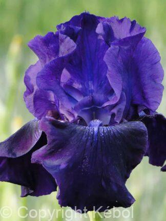 Iris germanica Rosalie Figge - Bag