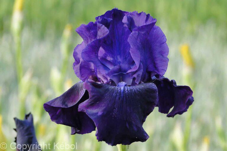 Iris germanica Rosalie Figge - Bag
