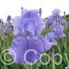 Iris germanica Sea Double - Bag