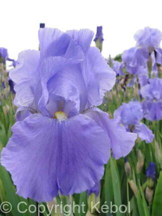 Iris germanica Sea Double - Bag