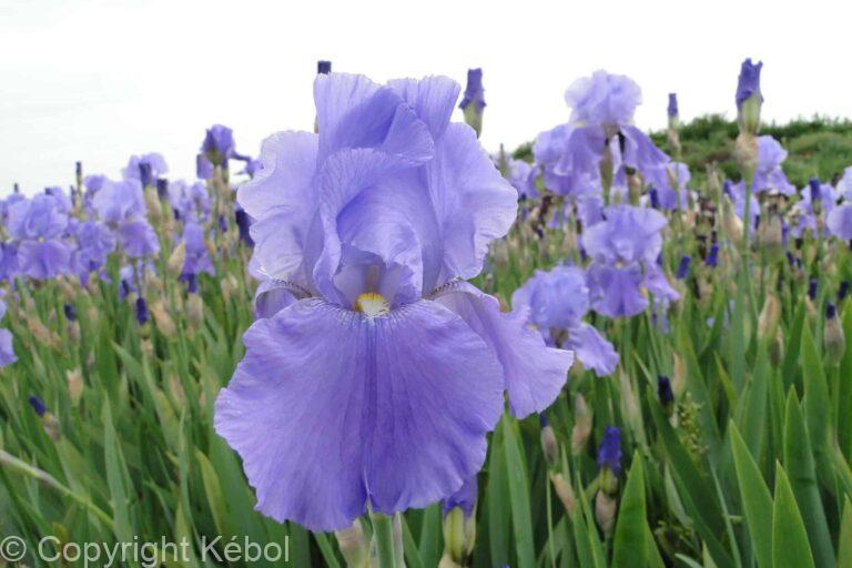 Iris germanica Sea Double - Bag