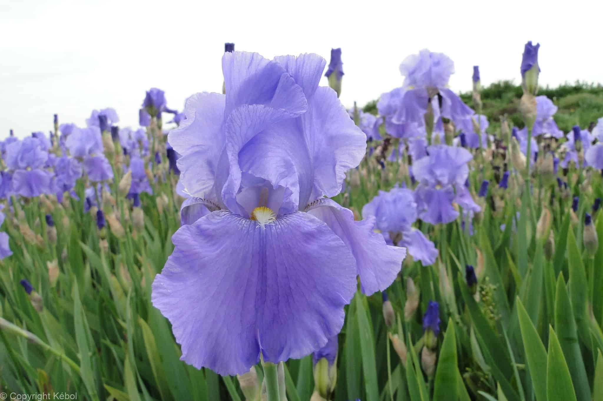Iris germanica Sea Double - Case