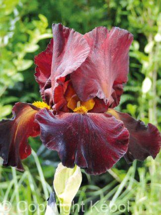 Iris germanica Sultan's Place - Bag