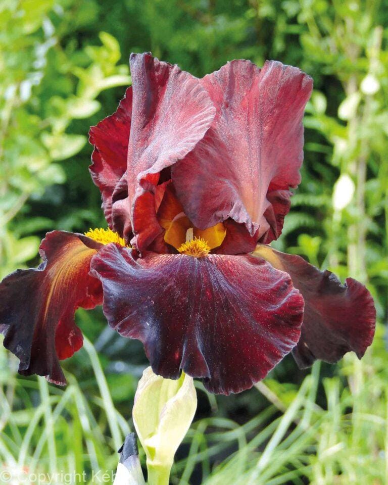 Iris germanica Sultan's Place - Bag