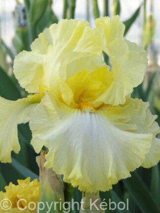 Iris germanica Summer Olympics - Bag