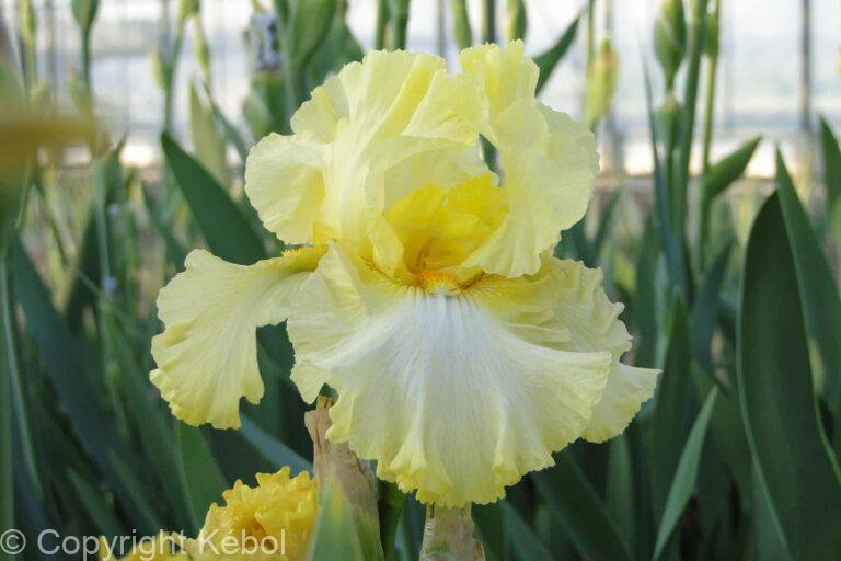 Iris germanica Summer Olympics - Bag