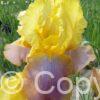 Iris germanica Sunset Sky - Bag
