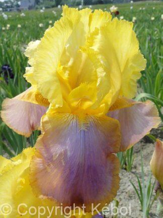 Iris germanica Sunset Sky - Bag