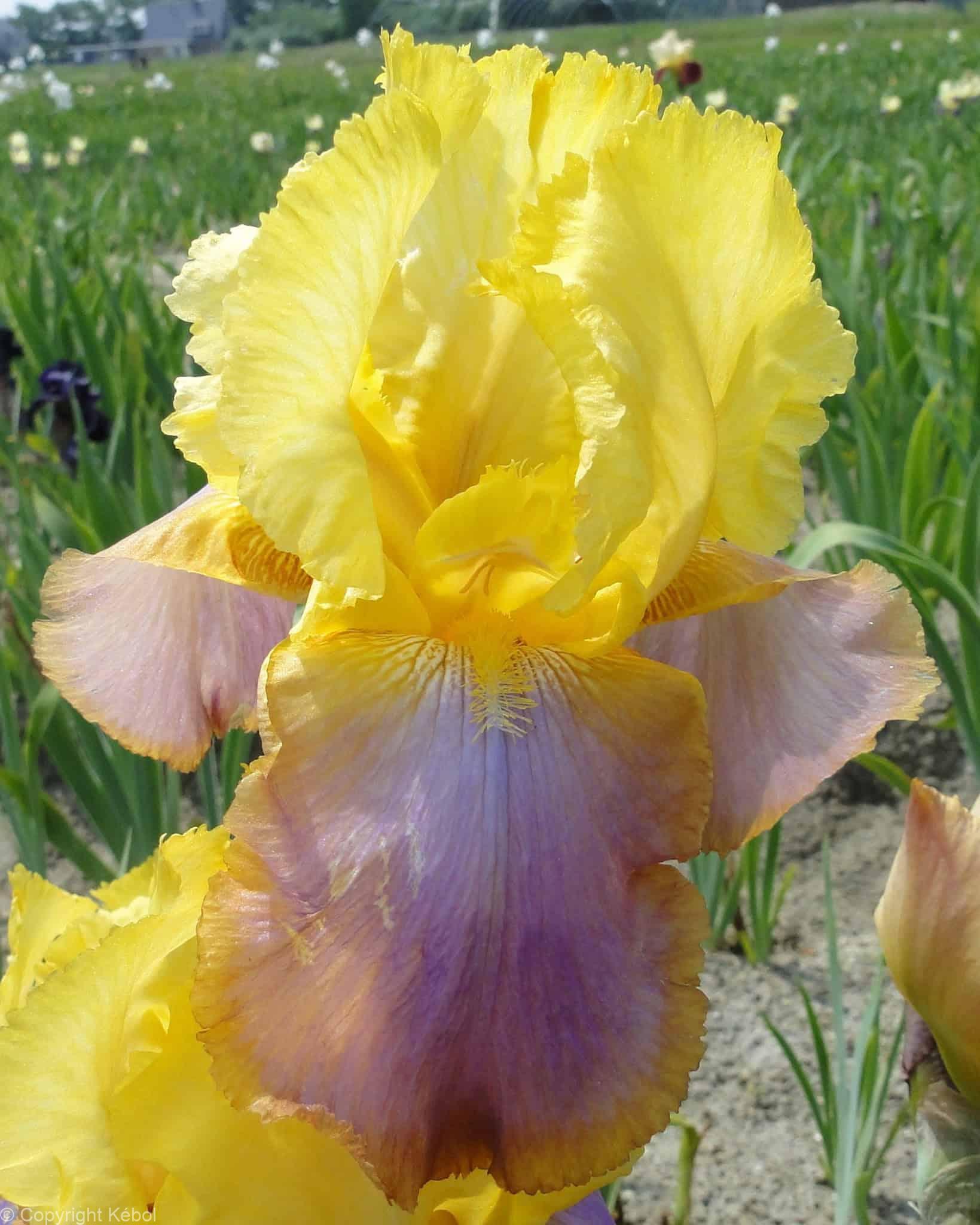 Iris germanica Sunset Sky - Case