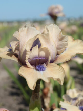 Iris  Tickety Boo