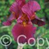 Iris germanica War Chief - Bag