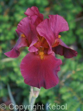 Iris germanica War Chief - Bag