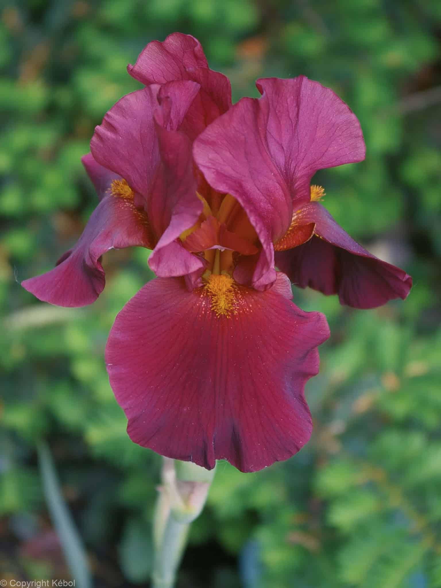 Iris germanica War Chief - Case