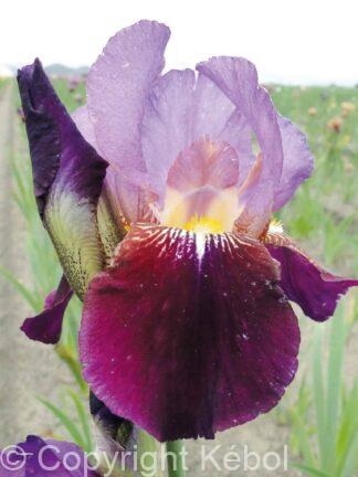 Iris germanica Wine and Roses - Bag