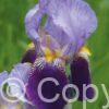 Iris germanica Alcazar - Bag