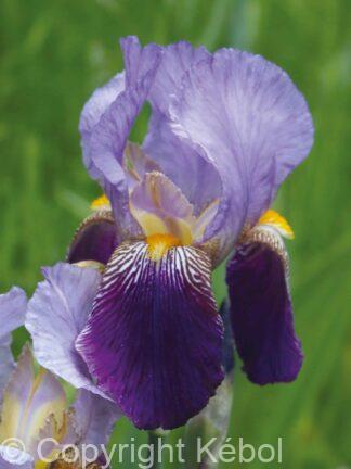 Iris germanica Alcazar - Bag