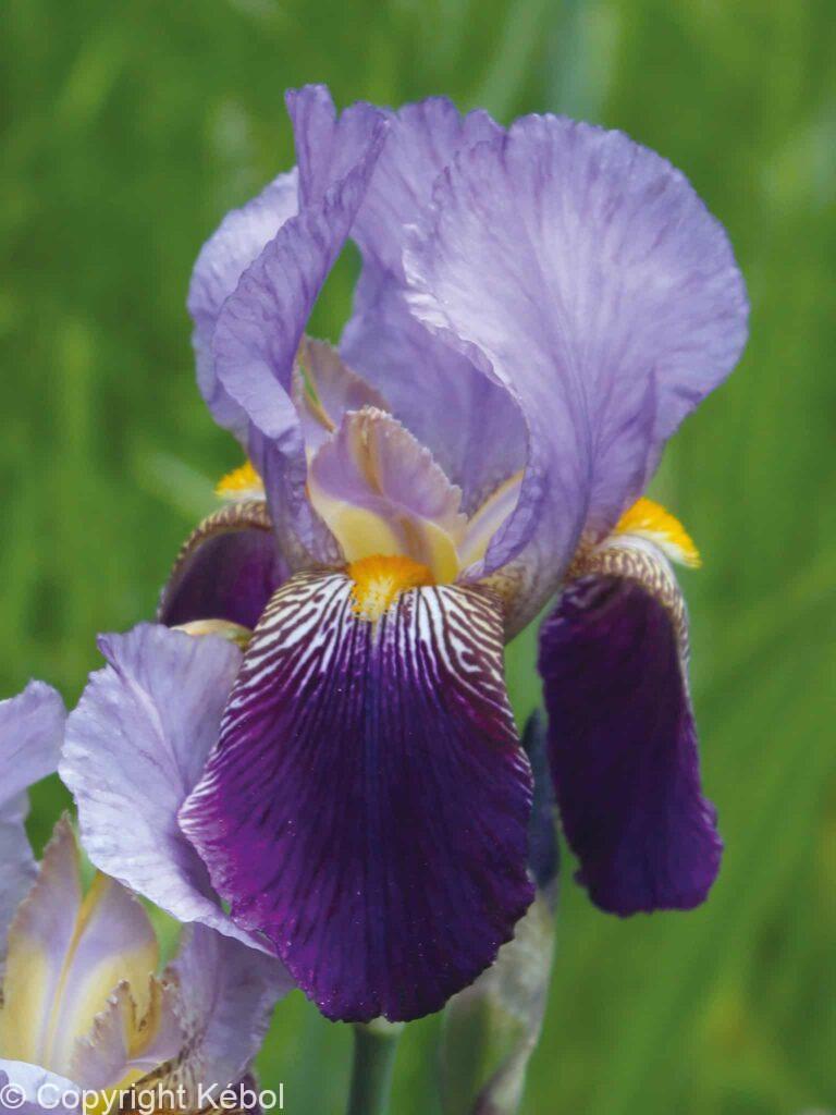Iris germanica Alcazar - Bag