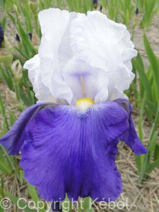 Iris germanica Arpege - Bag