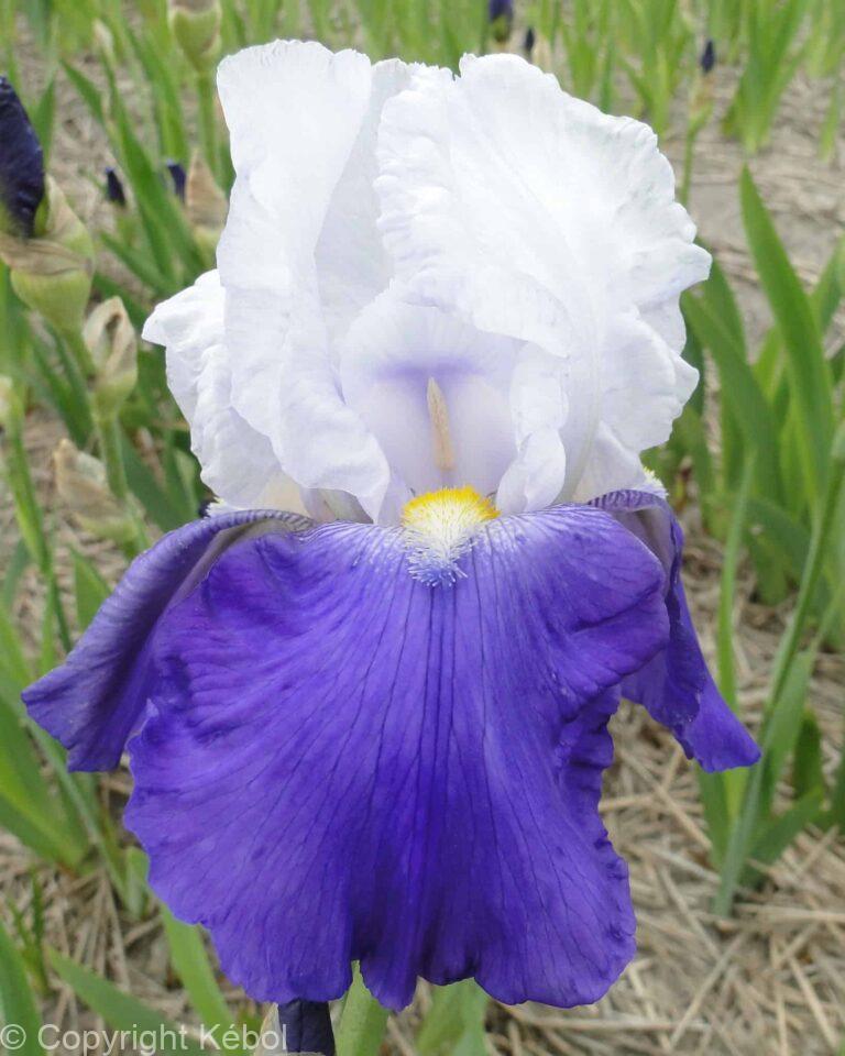 Iris germanica Arpege - Bag