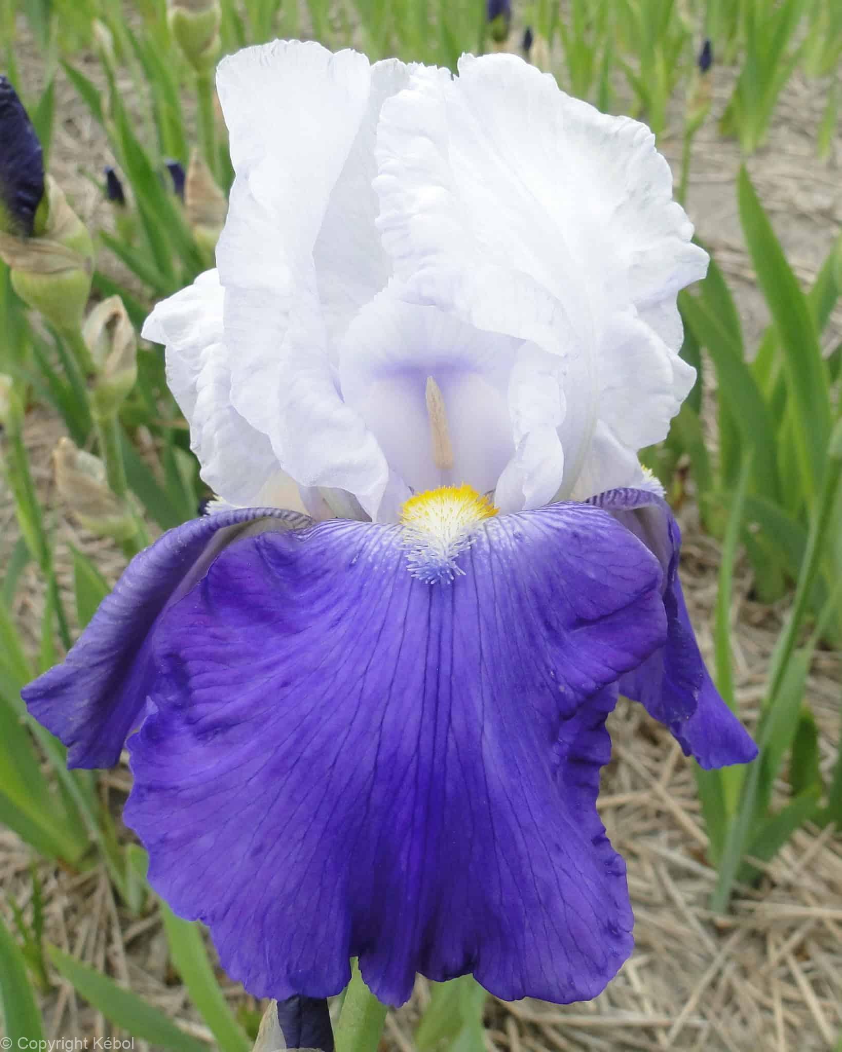 Iris germanica Arpege - Case