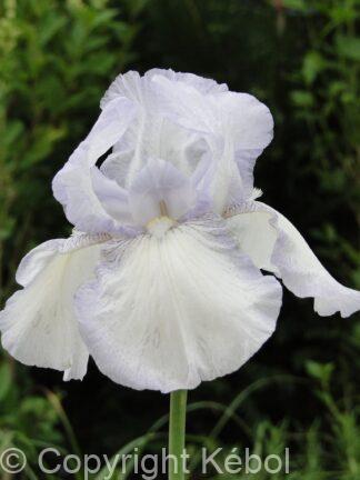 Iris germanica English Cottage - Bag