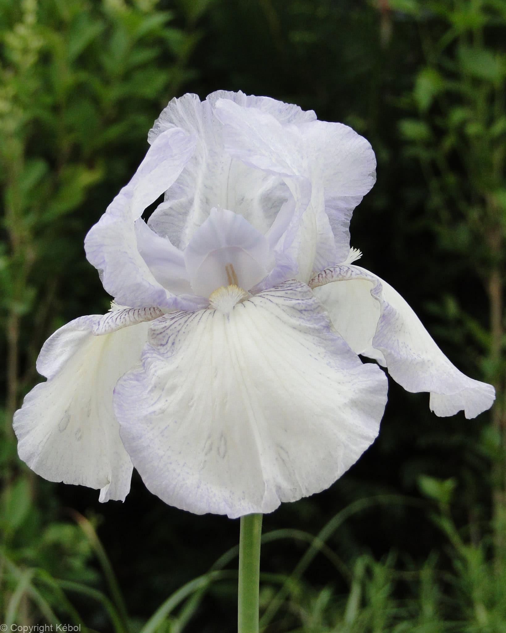 Iris germanica English Cottage - Bag