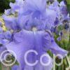 Iris germanica Harbor Blue - Bag