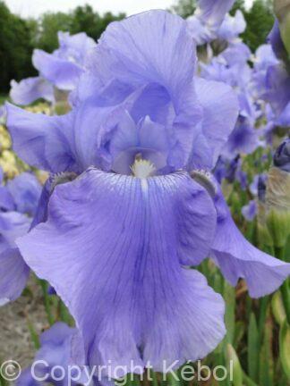 Iris germanica Harbor Blue - Bag