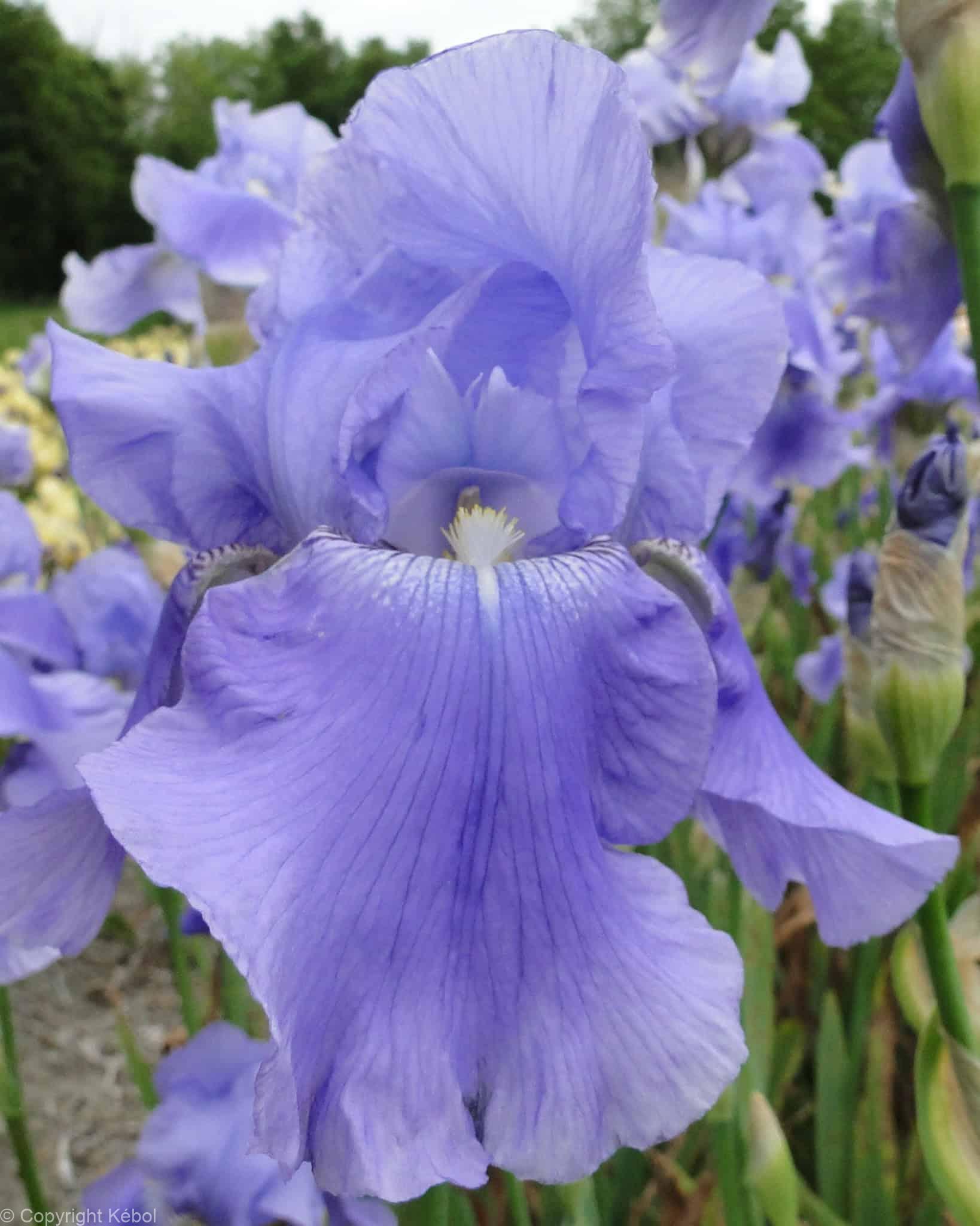 Iris germanica Harbor Blue - Case