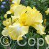 Iris germanica Harvest of Memories - Bag