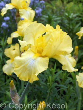 Iris germanica Harvest of Memories - Bag