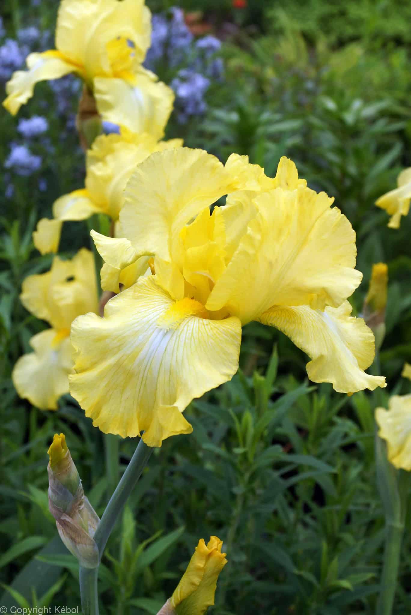 Iris germanica Harvest of Memories - Bag