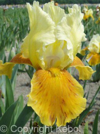 Iris germanica Honey Glazed - Bag