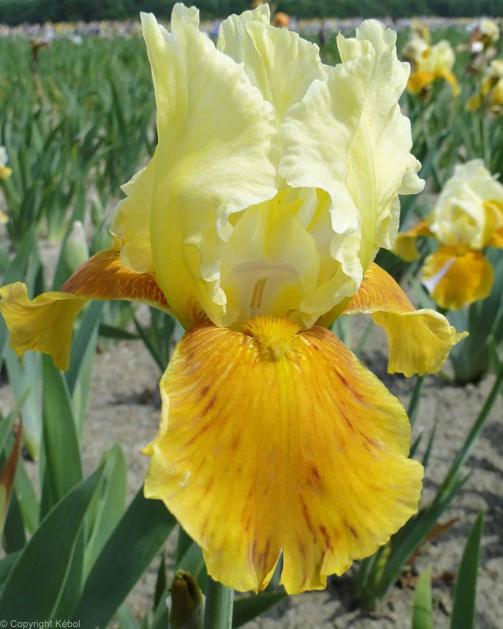 Iris germanica Honey Glazed - Bag