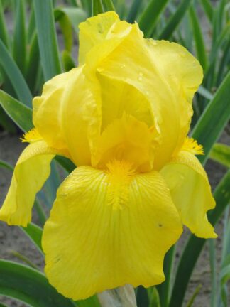 Iris  Ola Kala