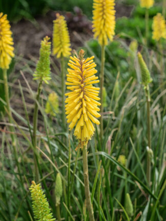 Kniphofia  Sunglow