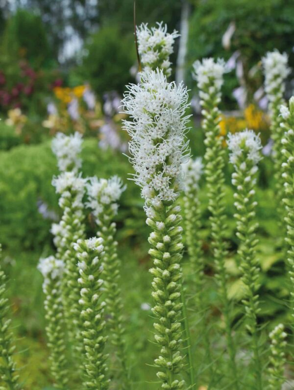 Liatris Alba