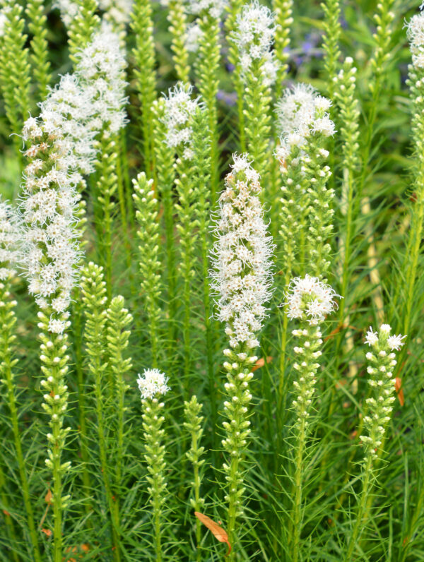 Liatris Floristan Weiss