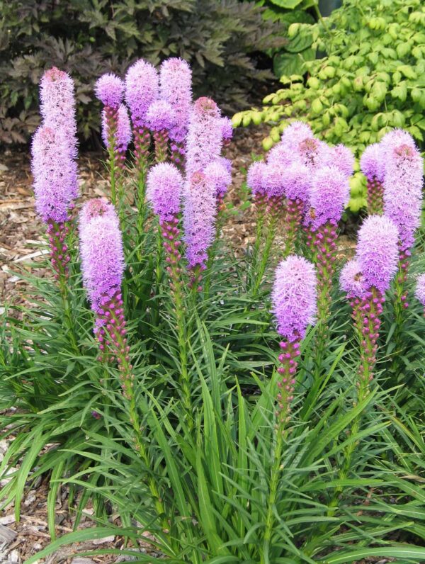Liatris  Kobold Original