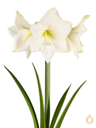 Amaryllis Christmas Gift
