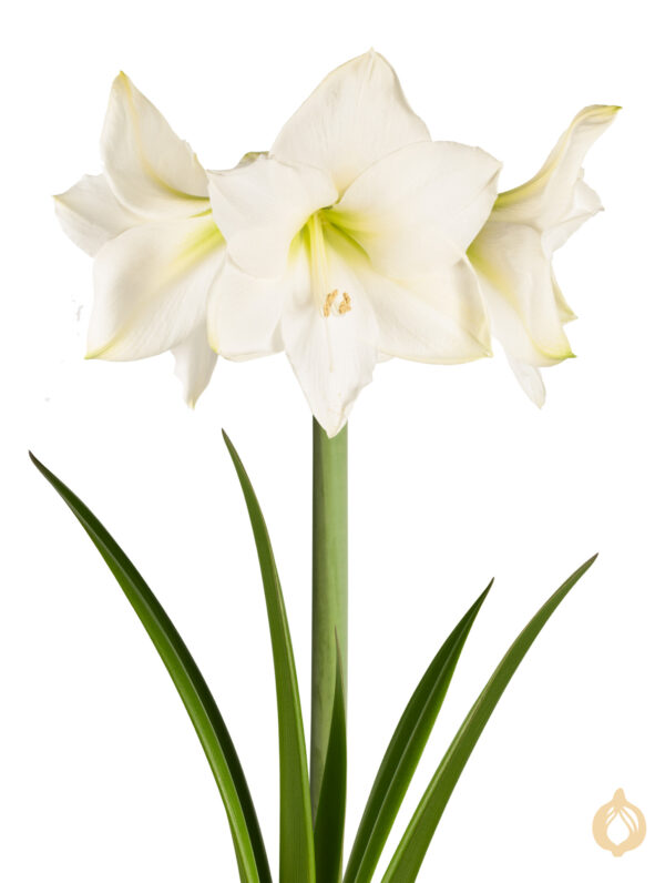 Amaryllis Christmas Gift