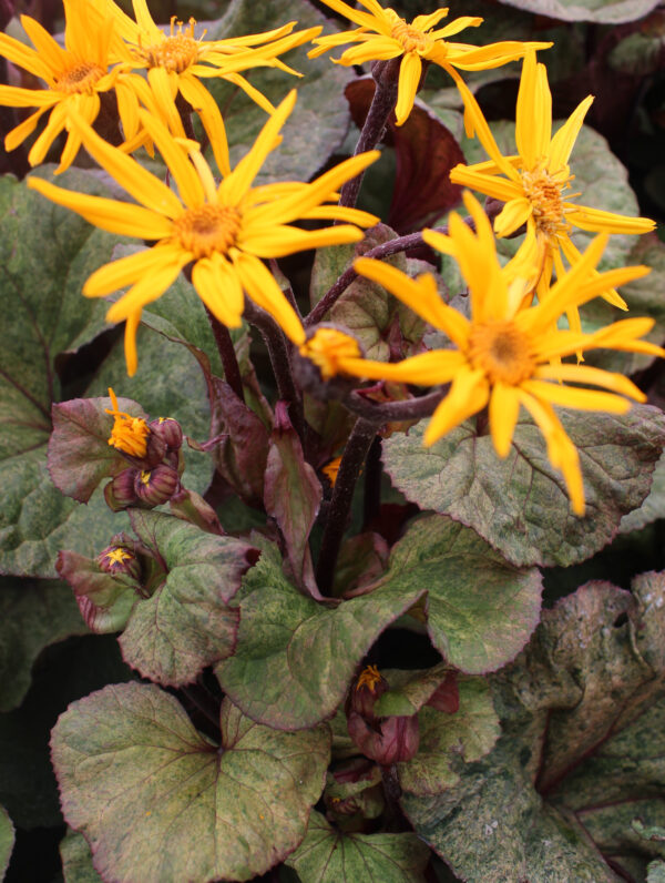 Ligularia  Garden Confetti